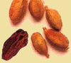 Cardamome